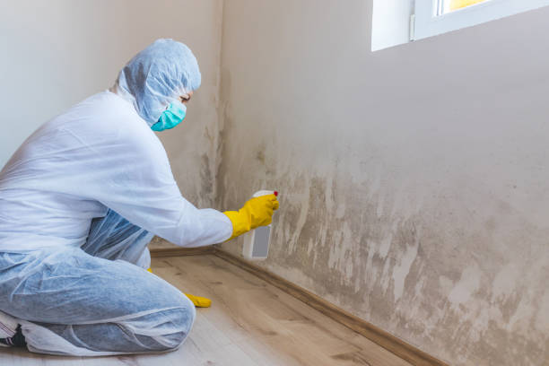 Licensed Black Mold Removal service in Mount Laurel, NJ - WQB Mold Removal