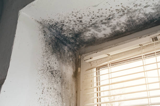 Affordable Black Mold Removal solutions in Mount Laurel, NJ
